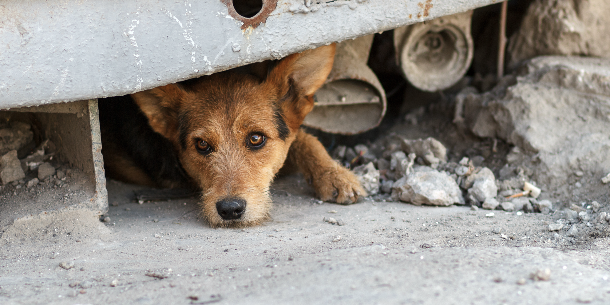 Perro rescatado en refugio